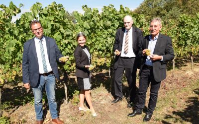 Minister Hauk gibt Startschuss für die Weinlese in Baden